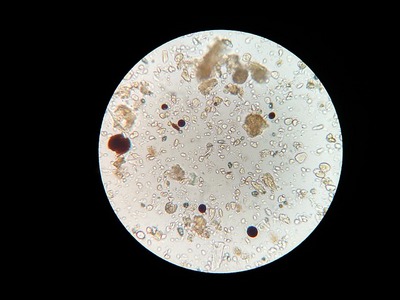 微生物.jpg