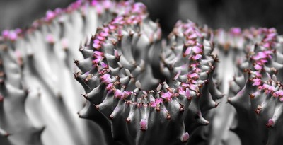 海外植物2.jpgのサムネイル画像