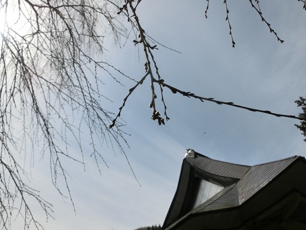 建代の桜3.jpg