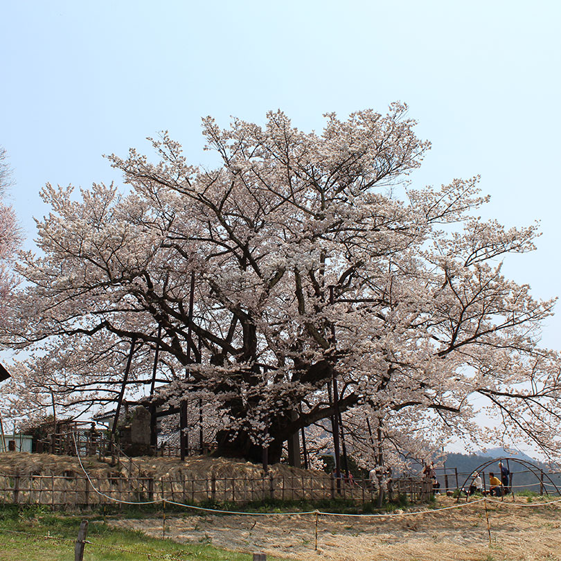 芋井