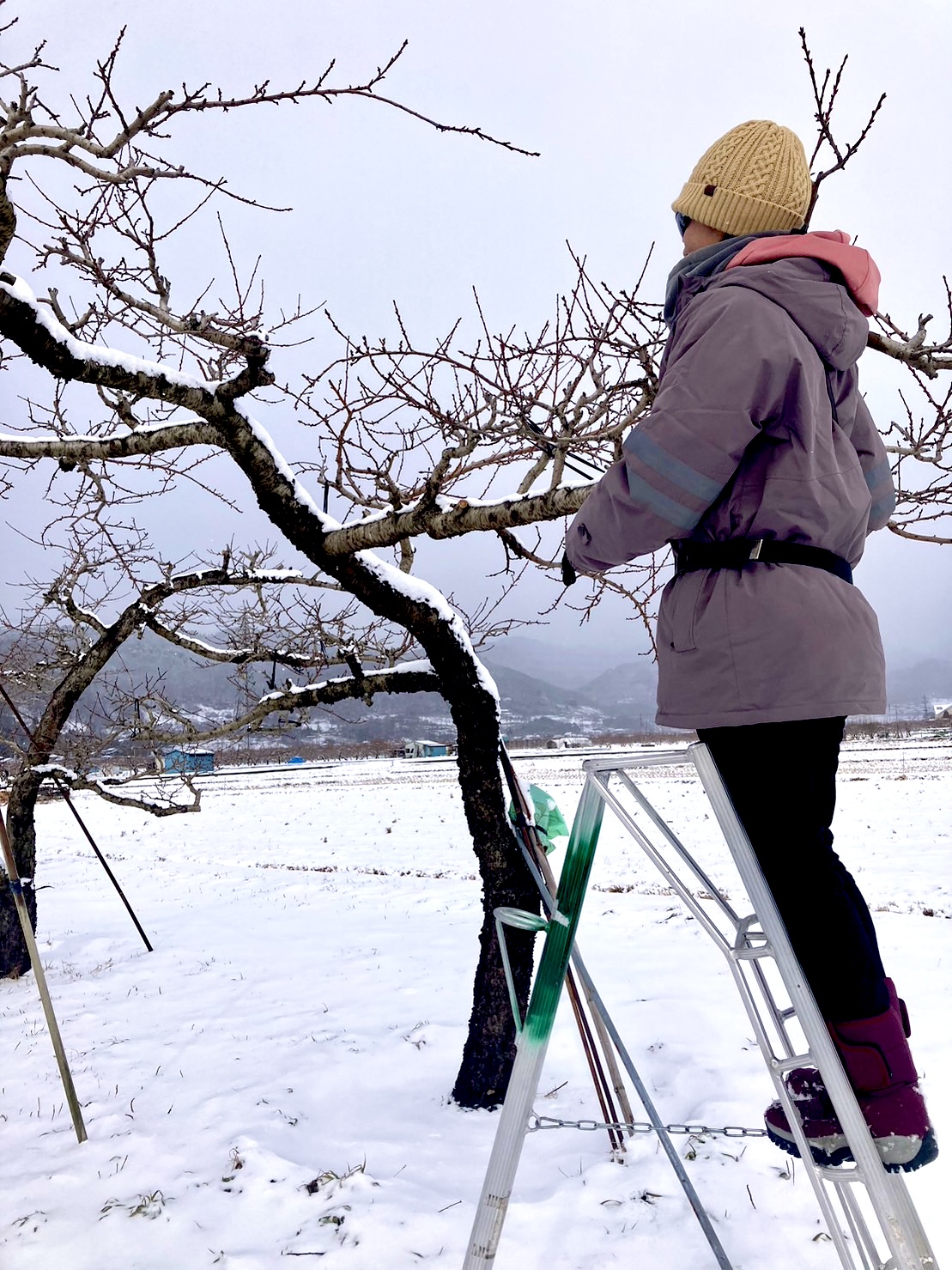 目指せ☆地域に根ざした桃娘！〜桃農家2周目〜（川中島　鈴木）