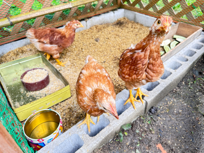 ３羽の鶏、鳥小屋に引っ越す