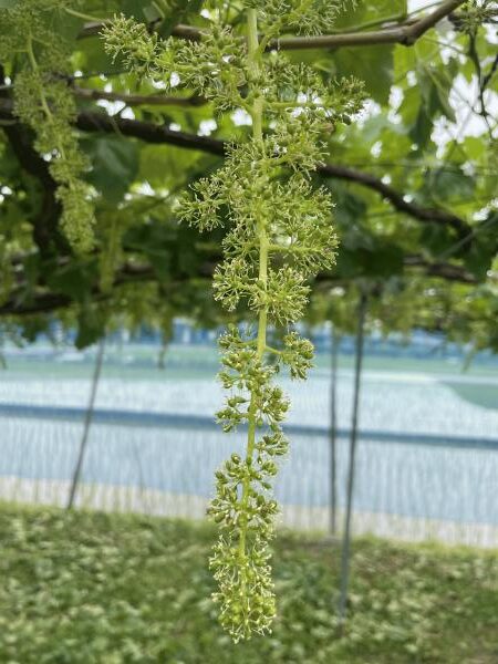 まもなく梅雨入り？（若穂地区　北村）