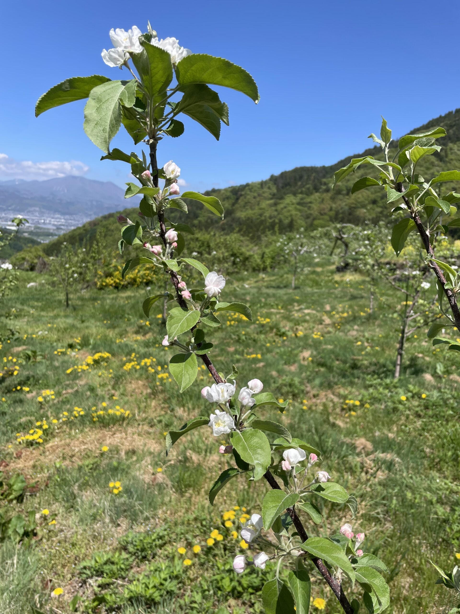 暑くなってきました（若穂地区　北村）