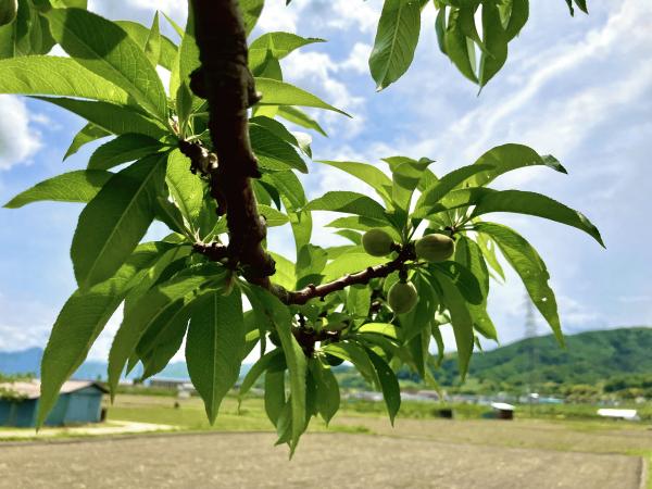 目指せ☆地域に愛される桃娘！〜桃のもったいないお化け〜（川中島　鈴木）