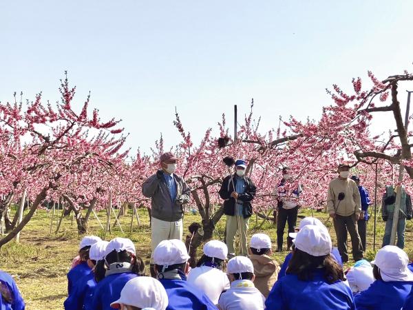 目指せ☆地域に愛される桃娘！〜大慌ての花粉付け〜（川中島　鈴木）