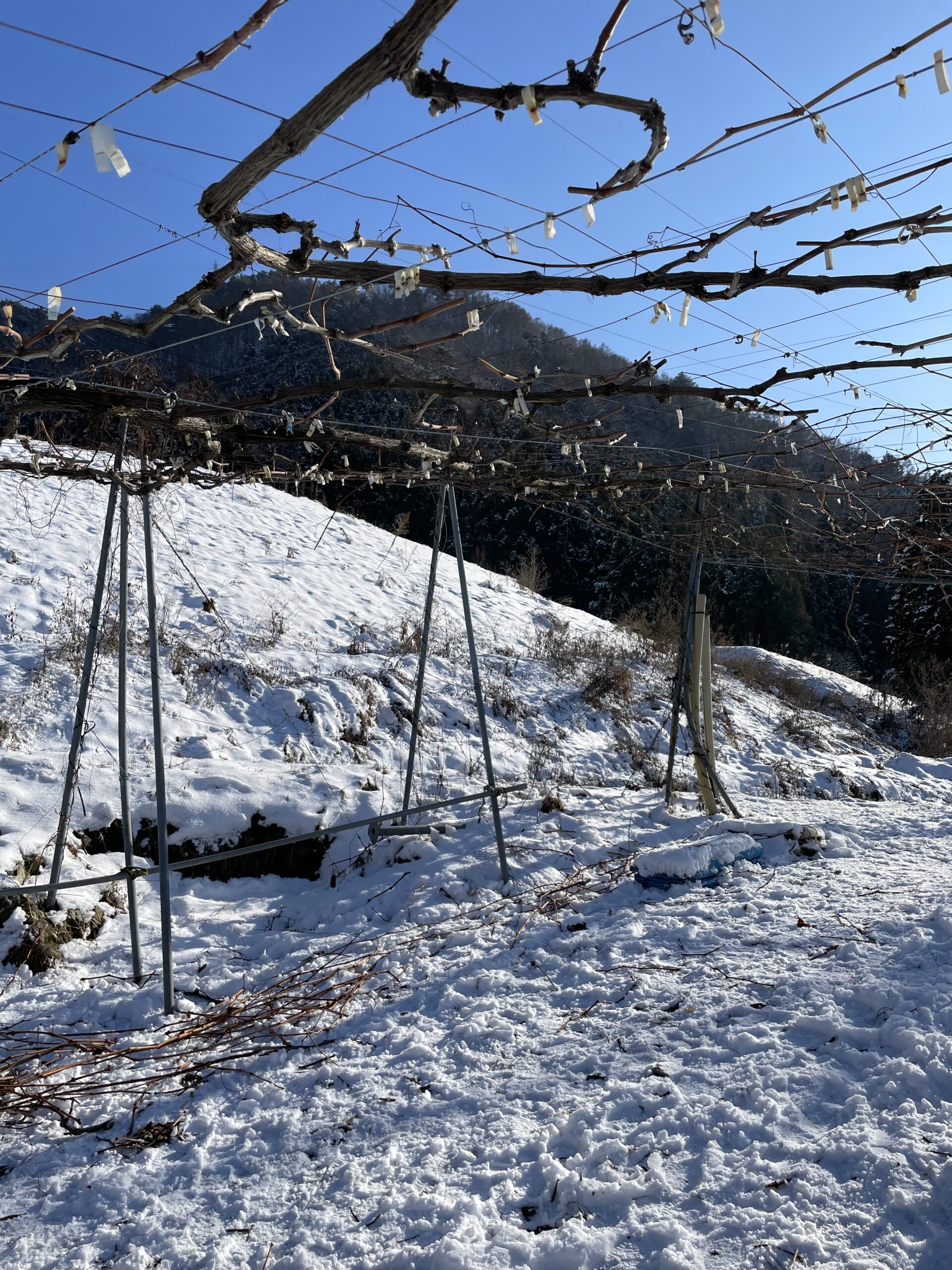 新たな１年（若穂地区　北村）