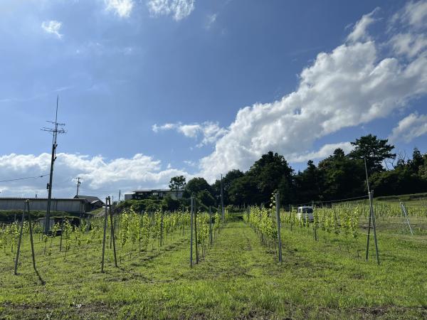 信里生活七か月目（篠ノ井信里地区　那須野）