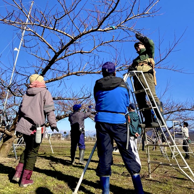 目指せ☆地域に根ざした桃娘！〜仕立ての違いに感動〜（川中島　鈴木）