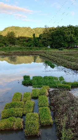 田植え