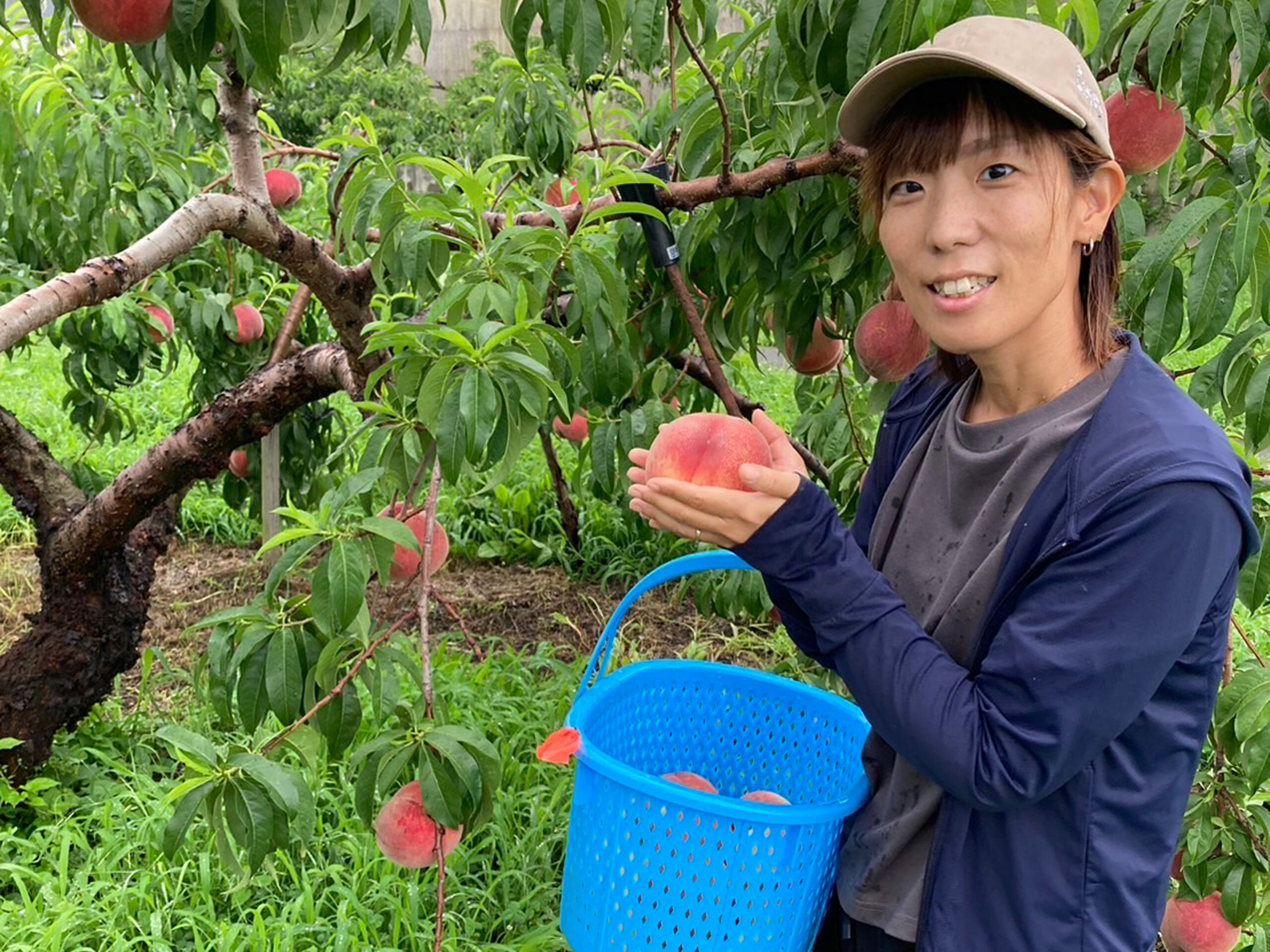 信州 川中島で桃農家になる