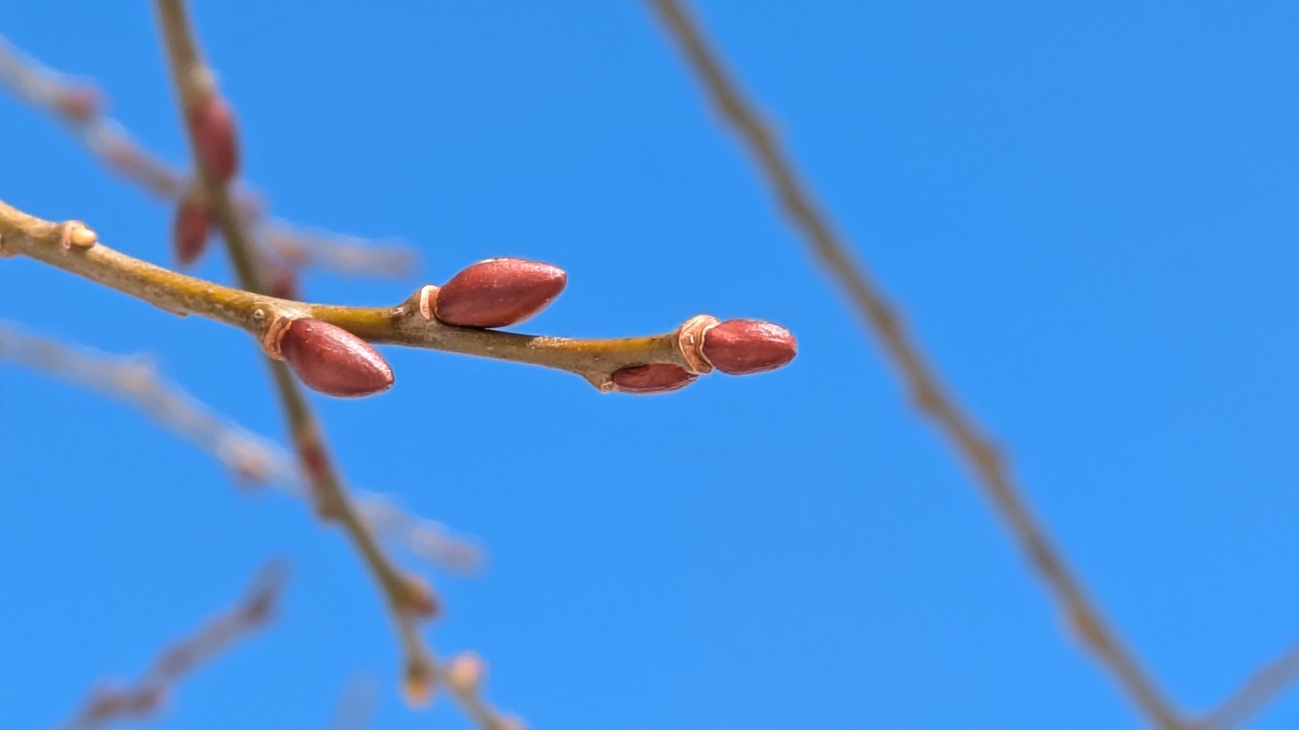 【戸隠の暮らし】冬芽