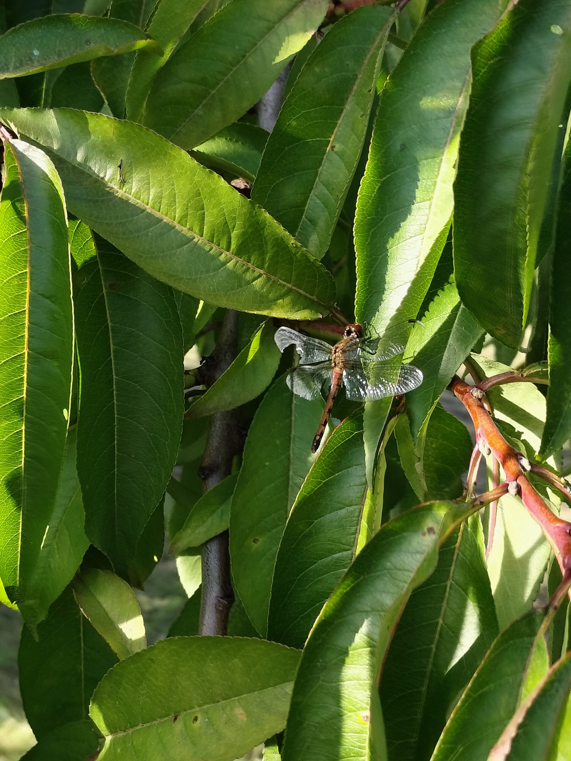 おかーちゃん、桃農家になる vol.10　～足音～