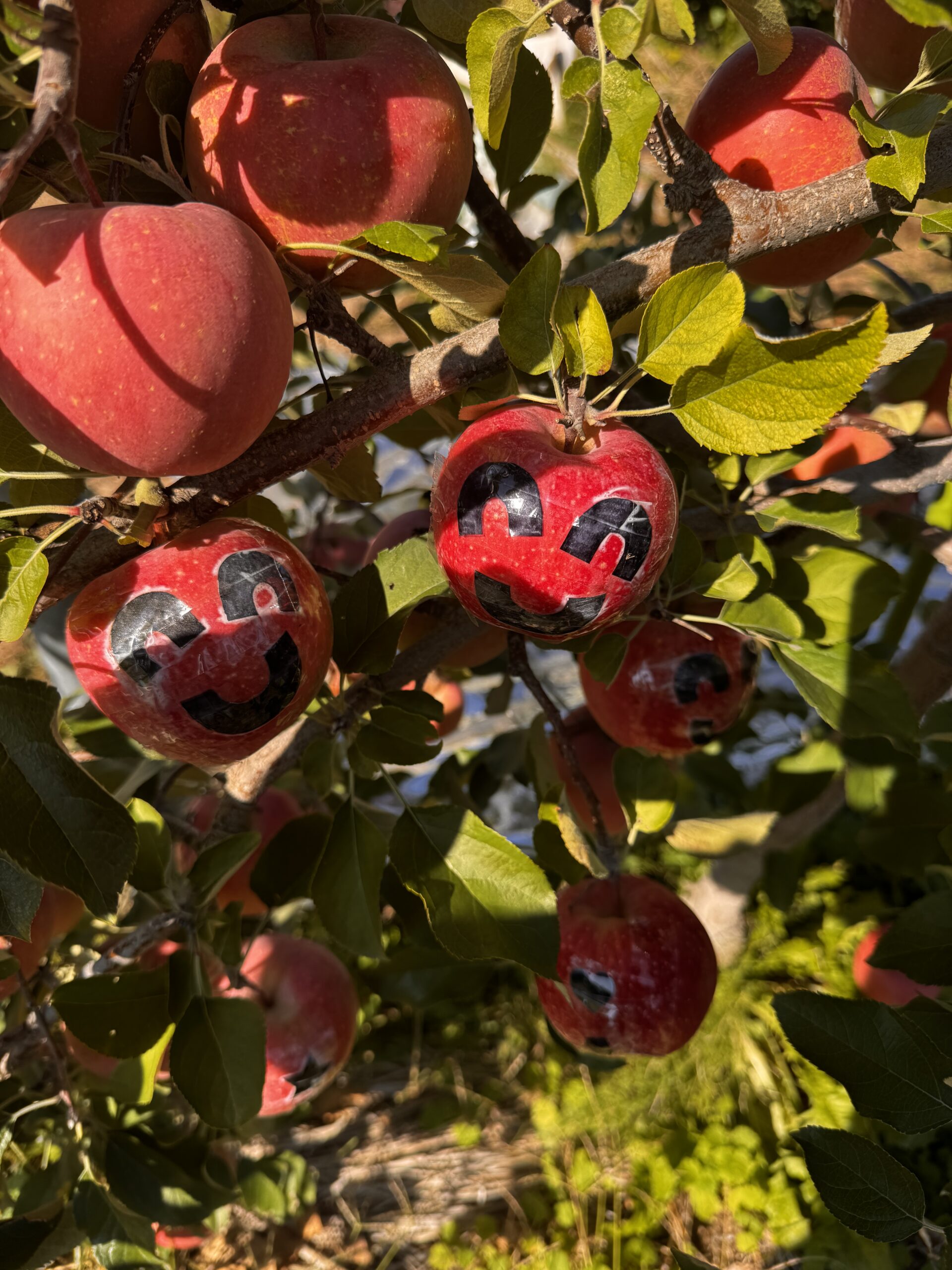 農家になる！長野移住〜1ヶ月目
