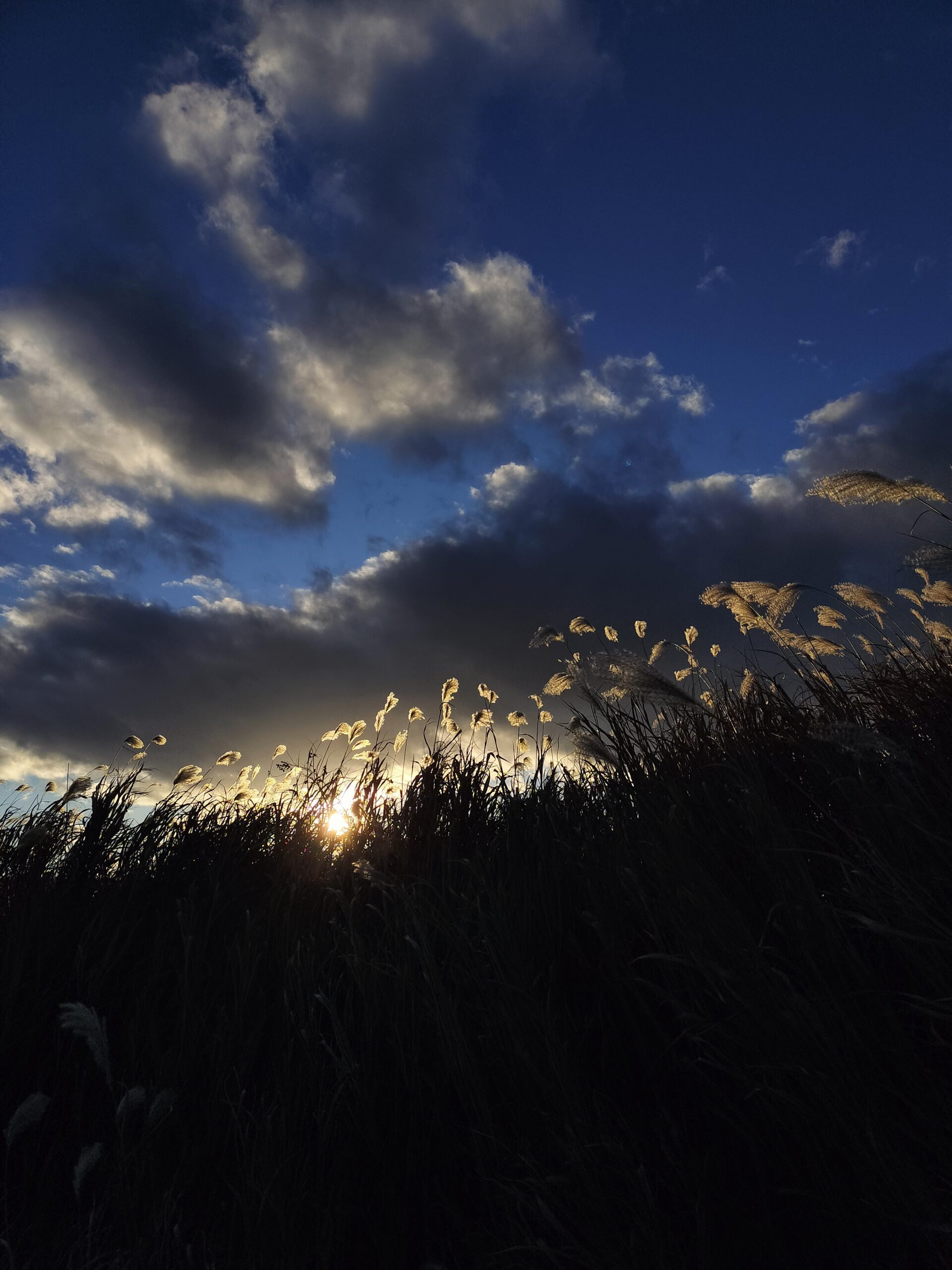おかーちゃん、桃農家になる vol.11