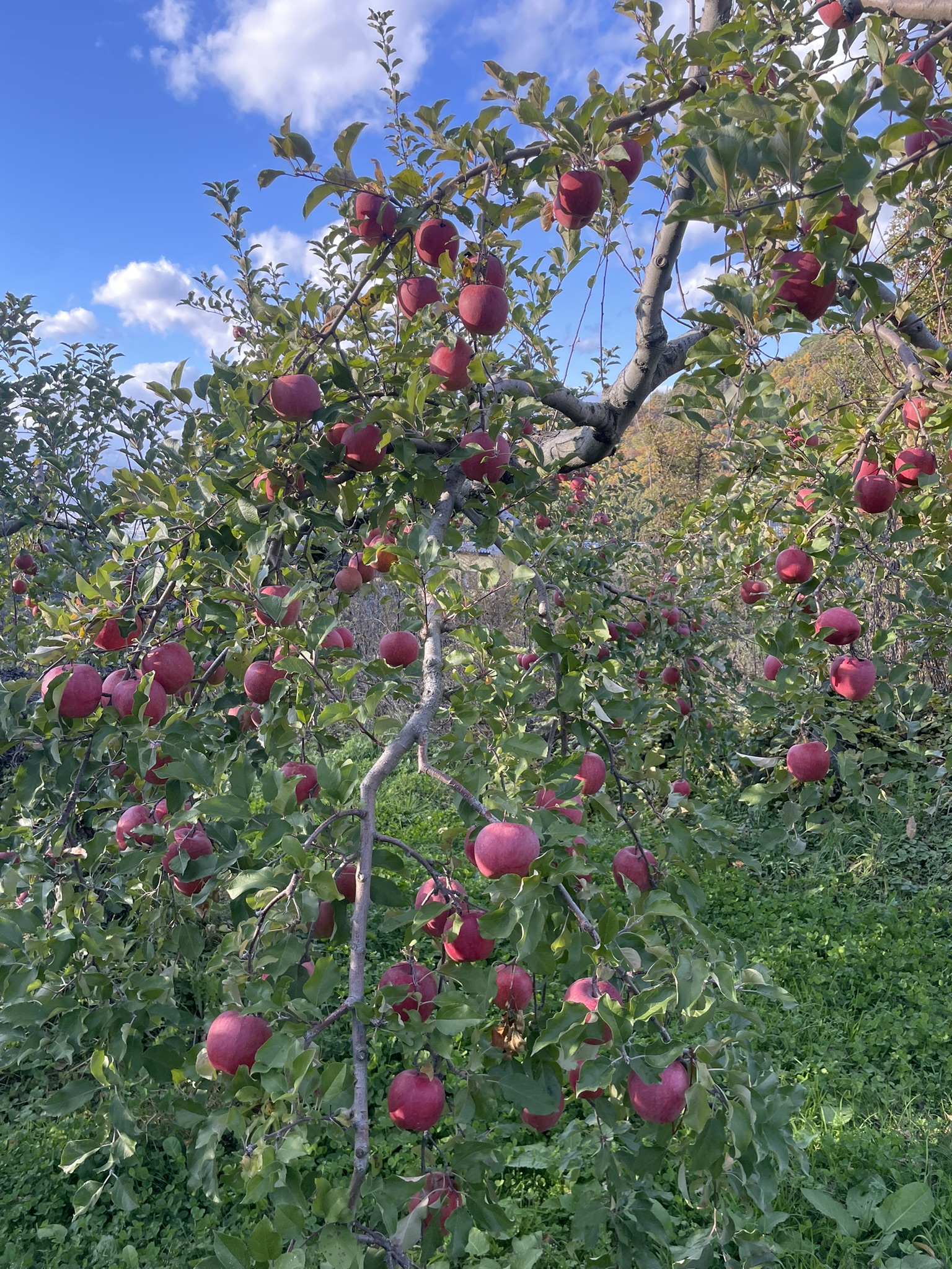 お待ちかね（若穂移住2年3カ月）