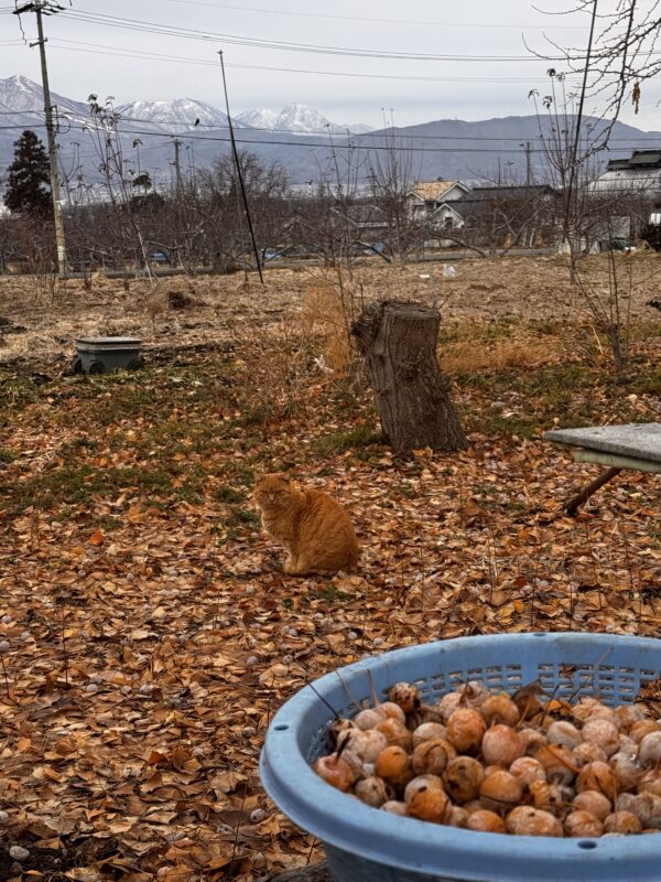 銀杏と畑の守神