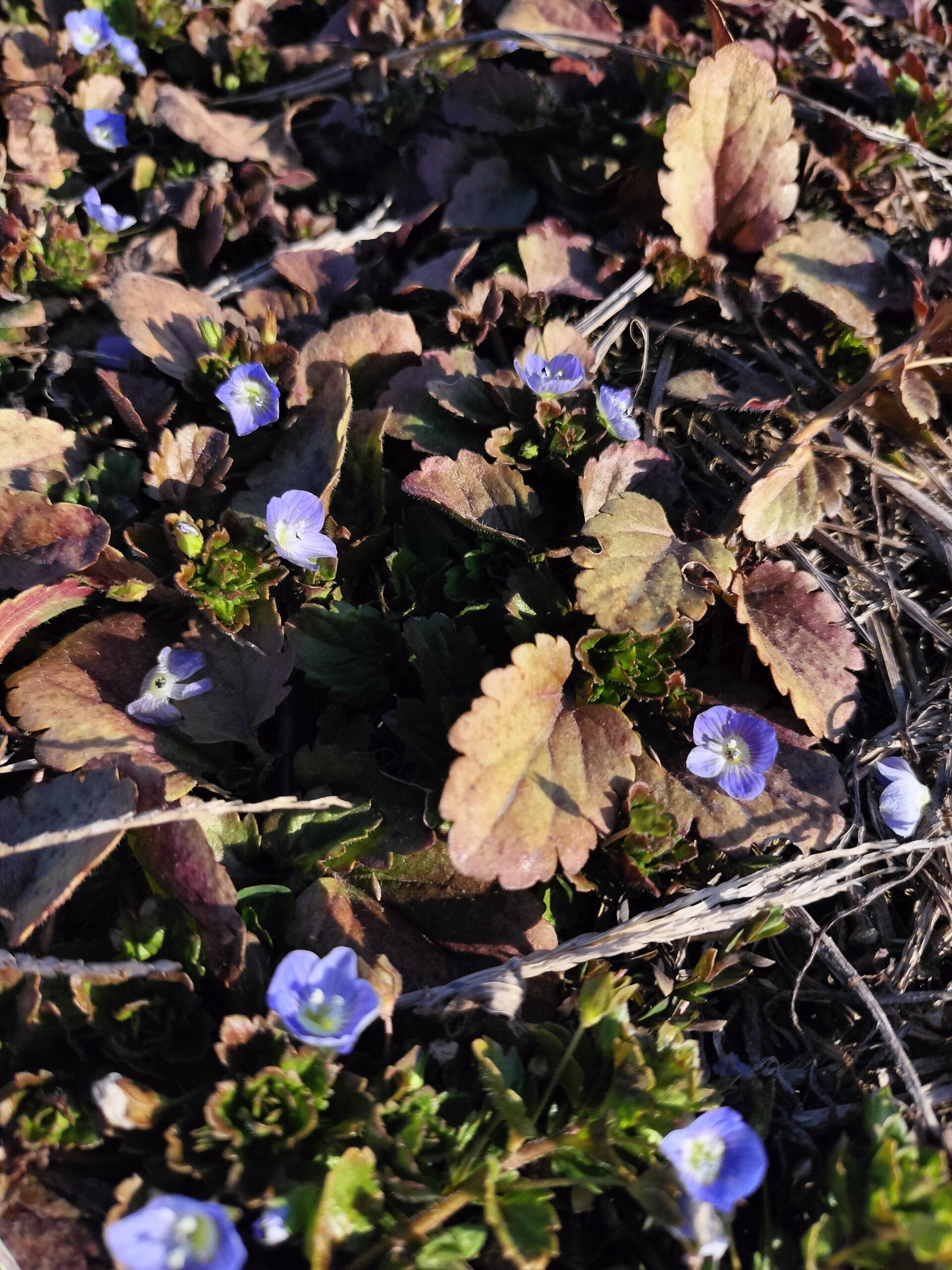 おかーちゃん、桃農家になる vol.14