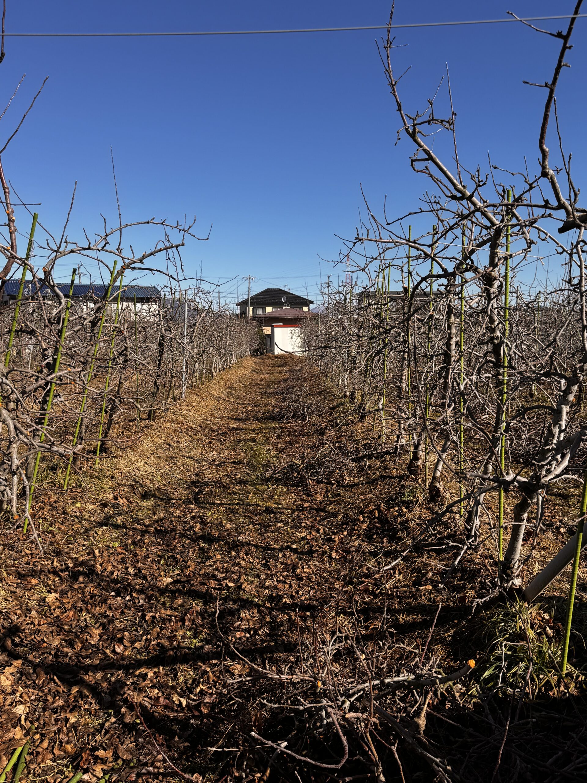 農家になる！長野市若穂移住〜５ヶ月目〜