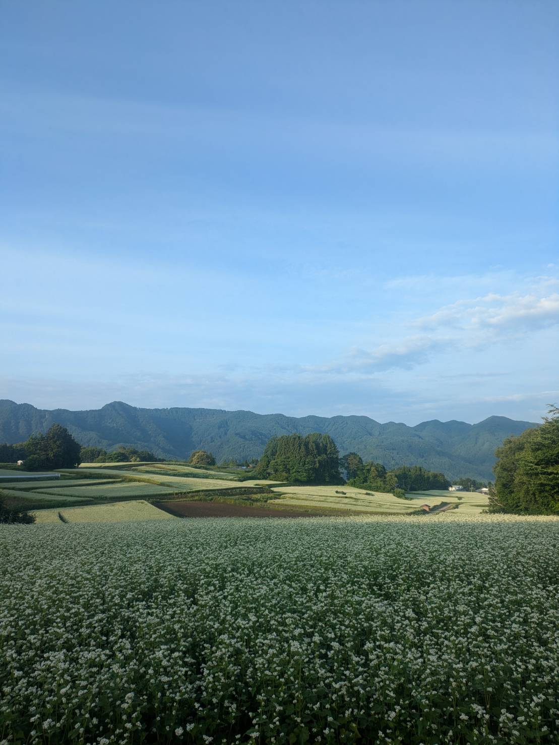 ワタナベ調べ2（有害な鳥獣への対策？）