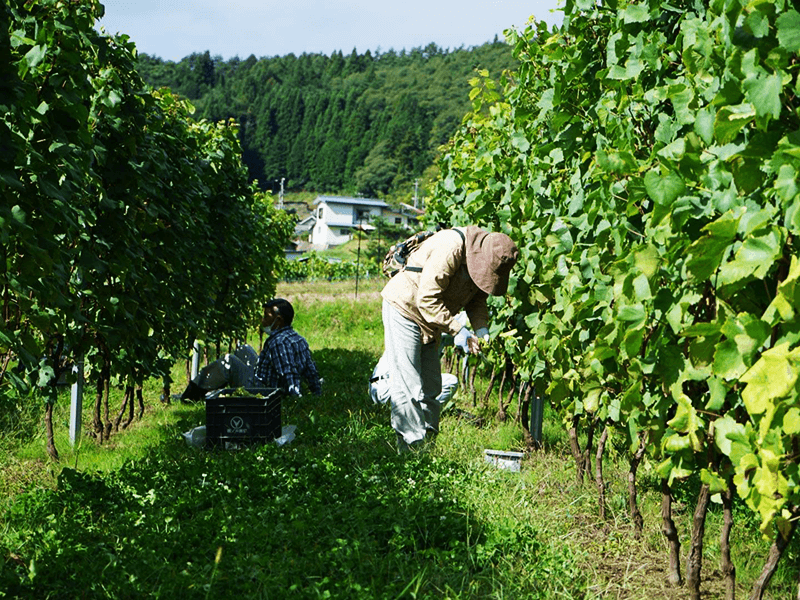 2020年、田中さんのヴィンヤードで初の収穫。信更町や隣の大岡村から多くのボランティアが集まった（写真提供：Signature K）