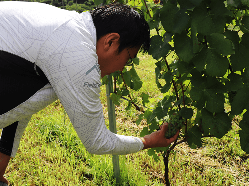 ピノ・ノワールを使ったフランス・ブルゴーニュ産のとあるワインとの出会いが、この世界に魅了されたきっかけ。ピノ・ノワールは栽培が難しいため現在は実験的に少量栽培しているが、これから面積を広げる予定だ