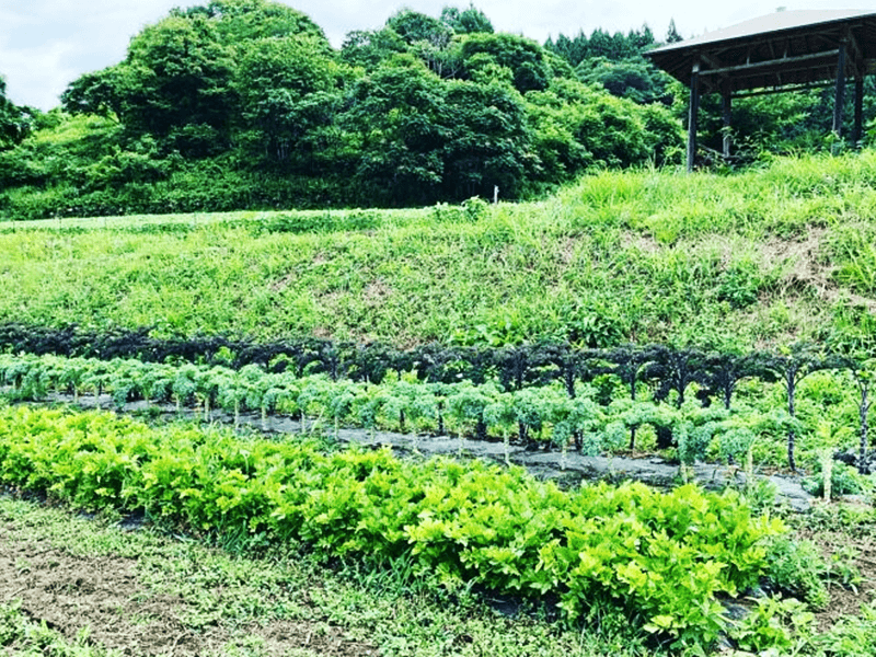 「まごころ・ふれあい農園」では、20年以上農薬や化学肥料、除草剤等を一切使用せず、土着の微生物の力を生かした土作りで80種類以上の作物を栽培している（写真提供：日本料理 そば懐石 紡ぎ）