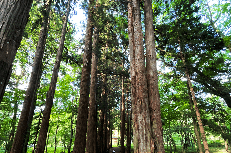 参道の80本余りのスギ並木は樹齢400〜500年。