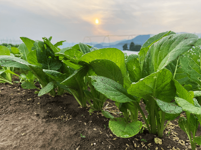 農薬の使用を疑うようになった背景には、台風の翌年、浸水した畑の野菜がよく育ったこともあるそう。川から肥沃な土砂が入ったためではないかと考え、土地の力を見直す機会につながったという（写真提供：信州やまざき農園）